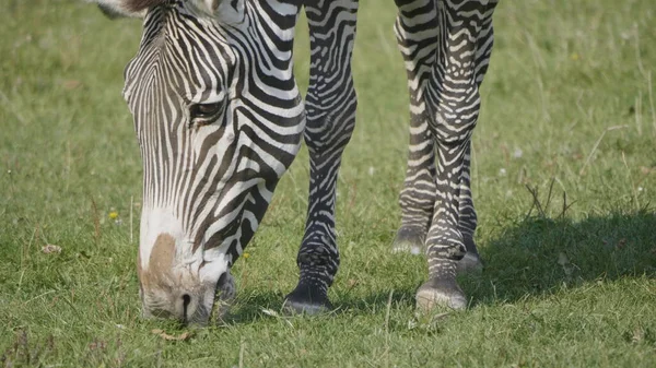Africano bela zebra comer grama verde fresco — Fotografia de Stock