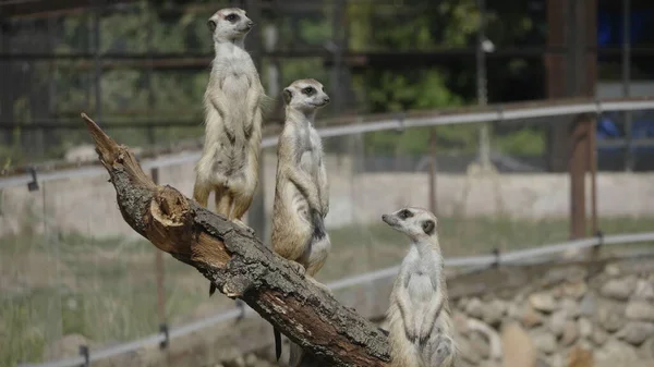 메 르 캇 (Meerkat) 은 몽구스 과에 속하는 작은 육식 동물이다 — 스톡 사진