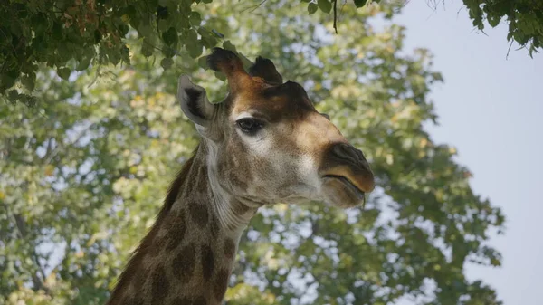 Belle girafe se tient debout sur fond de ciel bleu — Photo