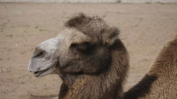 Retrato de un elegante camello de dos jorobas descansando a la sombra —  Fotos de Stock