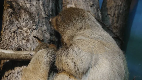 Preguiça pendurada de cabeça para baixo em um galho de árvore — Fotografia de Stock