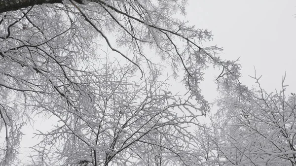 눈이 오는 동안의 겨울 숲 속의 느린 동작 — 스톡 사진