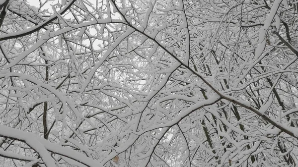 Bosco invernale durante una nevicata, rallentatore — Foto Stock