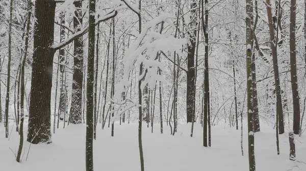 Зимний лес во время снегопада, замедленная съемка — стоковое фото