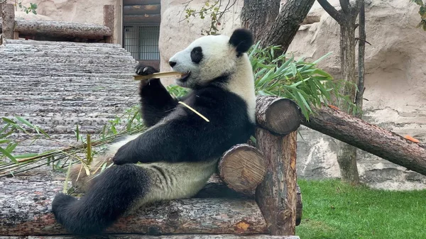 Panda vai em um fundo de grama verde — Fotografia de Stock