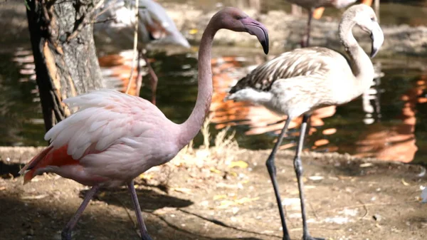 Schwarm großer Flamingo, schöner rosa großer Vogel, der im Wasser steht — Stockfoto