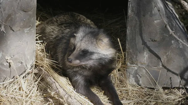 Милий молодий єнот на камені в теплий літній день у лісі — стокове фото