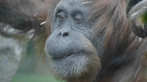 Lowland orang-oetan op de epische pose van het oplossen van zijn problemen — Stockfoto