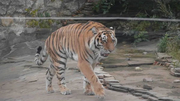 The Amur tiger is the graceful gait of the taiga — Stock Photo, Image