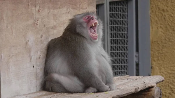Portrait d'un macaque japonais (singe des neiges) ) — Photo