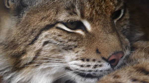 Lynx patrzy z drapieżnych oczu z schronienia — Zdjęcie stockowe
