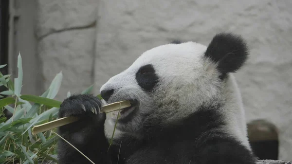 Panda va sobre un fondo de hierba verde — Foto de Stock