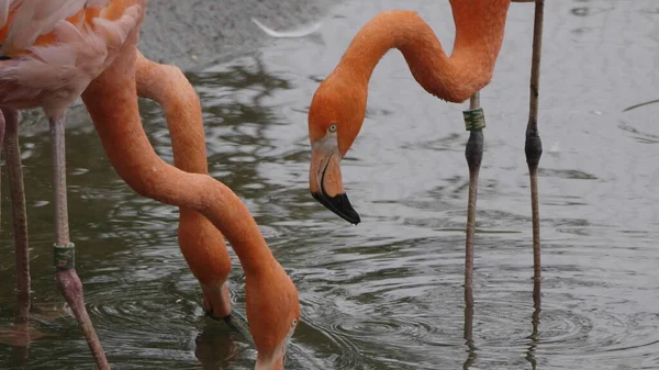 Stormo di fenicottero maggiore, bel grosso uccello rosa, in piedi in acqua — Foto Stock
