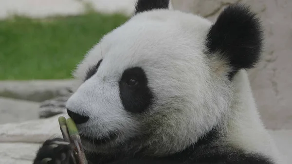 Panda πηγαίνει σε ένα φόντο του πράσινου χόρτου — Φωτογραφία Αρχείου