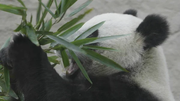 Panda vai em um fundo de grama verde — Fotografia de Stock