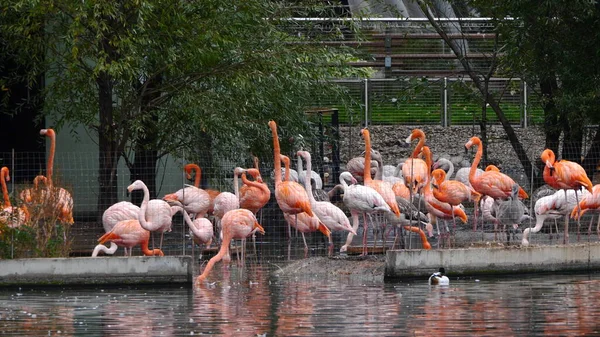 Schwarm großer Flamingo, schöner rosa großer Vogel, der im Wasser steht — Stockfoto