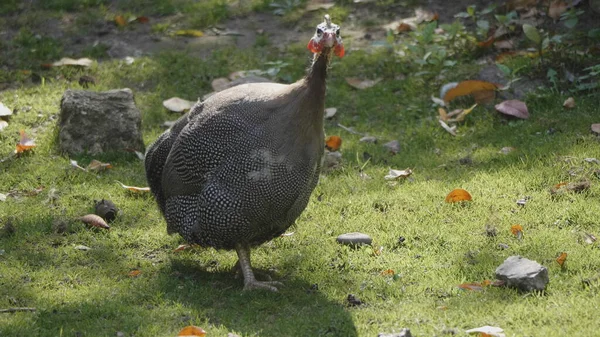 Guinea fowl walking along the green grass in the fall — Stock Photo, Image