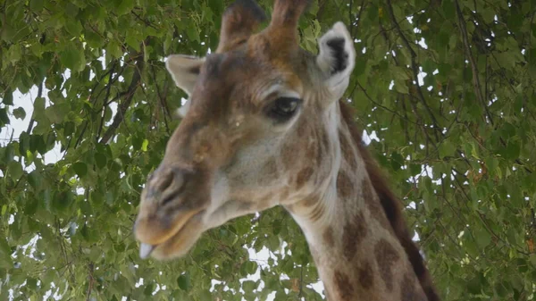 Belle girafe se tient debout sur fond de ciel bleu — Photo