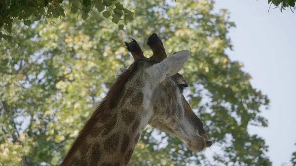 Hermosa jirafa se levanta alto sobre fondo azul cielo — Foto de Stock