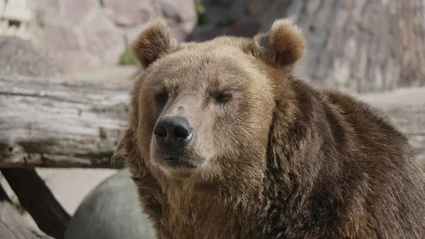 Urso-pardo (Ursus arctos) retrato sobre a caça — Fotografia de Stock