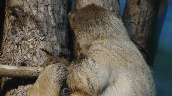 Ленивец висит вверх ногами на ветке дерева — стоковое фото
