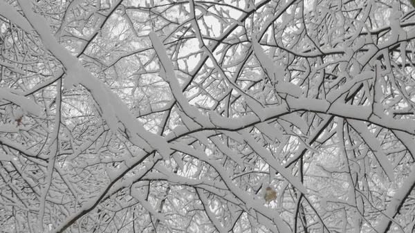 Bosco invernale durante una nevicata, rallentatore — Foto Stock