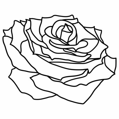 Beyaz arka planda bir gül çiçeğinin güzel çizimi