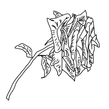 Beyaz arka planda bir gül çiçeğinin güzel çizimi