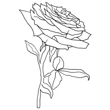 Beyaz arka planda bir gül çiçeğinin güzel çizimi