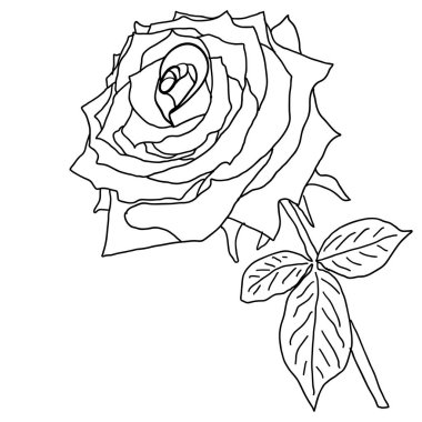 Beyaz arka planda bir gül çiçeğinin güzel çizimi