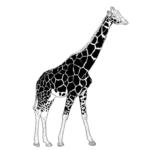 Esboço de uma girafa africana alta sobre um fundo branco —  Vetores de Stock