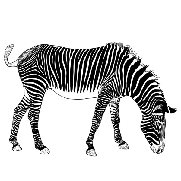 Schizzo zebra africana su sfondo bianco — Vettoriale Stock