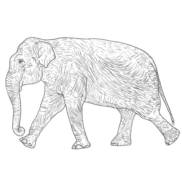 하얀 배경에 커다란 아프리카 코끼리를 스케치하는 모습 — 스톡 벡터