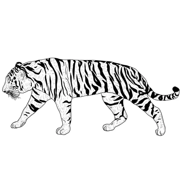 하얀 배경에 아름다운 호랑이를 스케치하는 모습 — 스톡 벡터