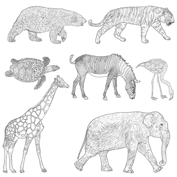 Начерк слона ведмідь зебра тигр жираф черепаха фламінго на білому тлі — стоковий вектор