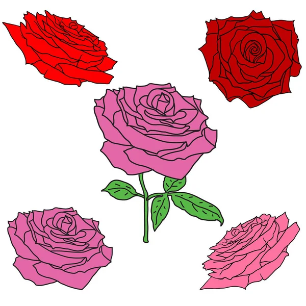 Bello schizzo set di un fiore di rosa su sfondo bianco — Vettoriale Stock