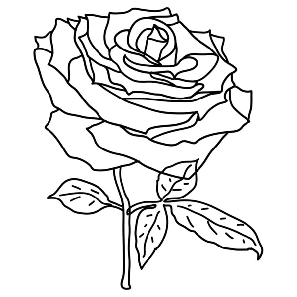 Hermoso boceto de una flor de rosa sobre un fondo blanco — Vector de stock