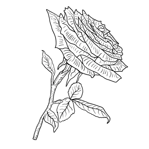 Schöne Skizze einer Rosenblume auf weißem Hintergrund — Stockvektor