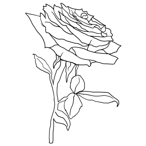 Όμορφο σκίτσο ενός λουλουδιού τριαντάφυλλου σε λευκό φόντο — Διανυσματικό Αρχείο
