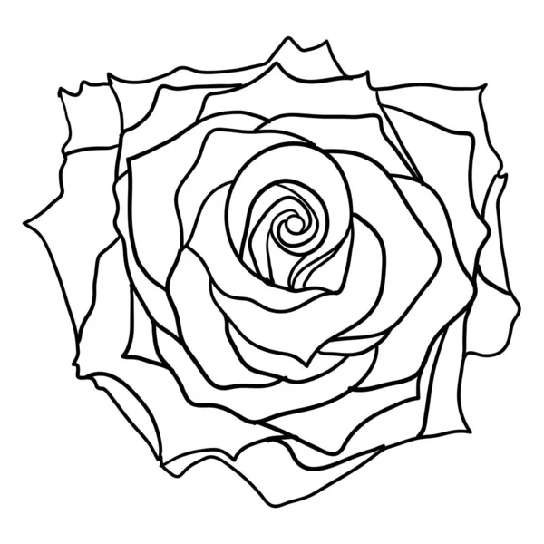Όμορφο σκίτσο ενός λουλουδιού τριαντάφυλλου σε λευκό φόντο — Διανυσματικό Αρχείο