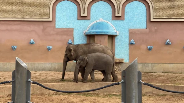 Дикий азиатский слон мать и ребенок идут — стоковое фото