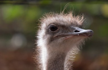 Devekuşu, dikkatli bir şekilde etrafa bakıyor..