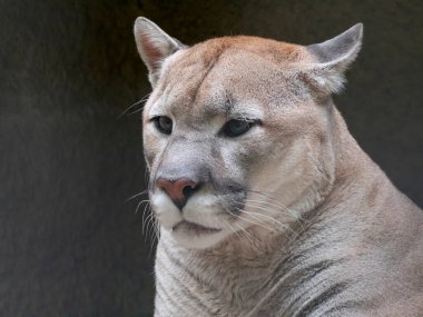 Kurbana yapılan saldırıdan önce puma atlamaya hazırlanıyor..