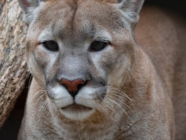 Kurbana yapılan saldırıdan önce puma atlamaya hazırlanıyor..