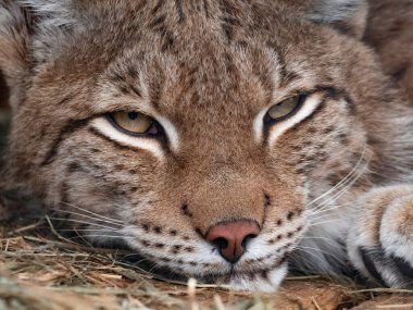 Vaşak barınaktan yırtıcı gözlerle bakıyor..