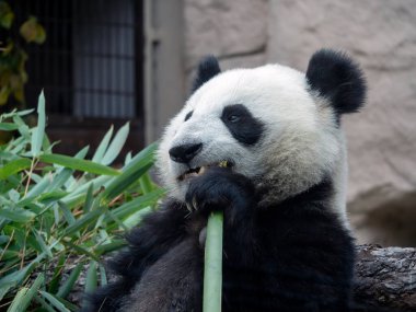Neşeli siyah beyaz panda bambu yiyor.