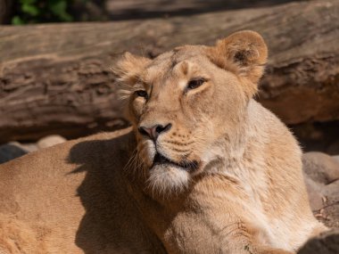 Dişi aslan, yemekten sonra güneşin altında güneşleniyor..