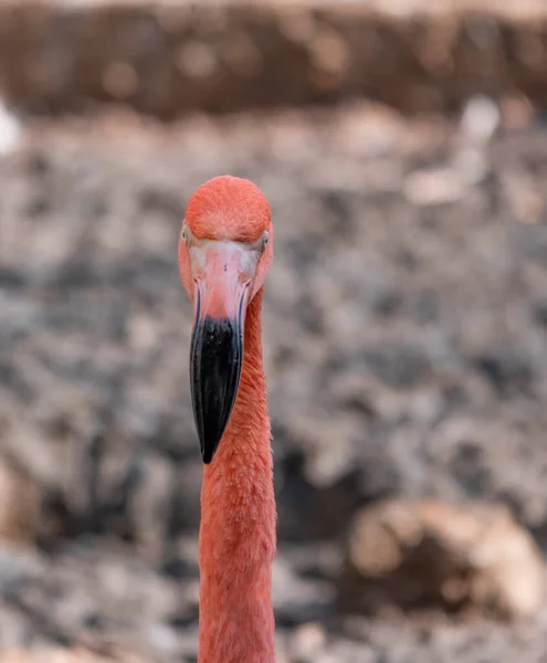 Porträt Eines Rosafarbenen Flamingos Profil — Stockfoto