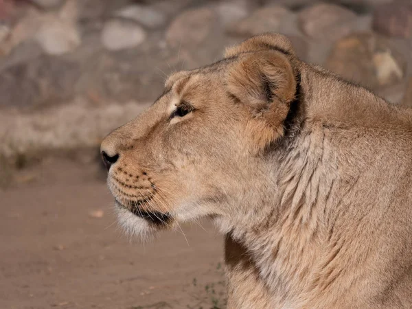 Portrait Löwin Sonnt Sich Nach Dem Abendessen Der Warmen Sonne — Stockfoto