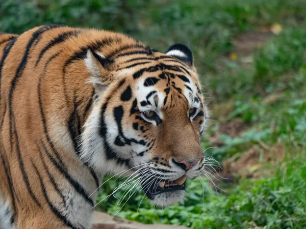 Närbild Rovgirig Amur Tigers Ansikte — Stockfoto